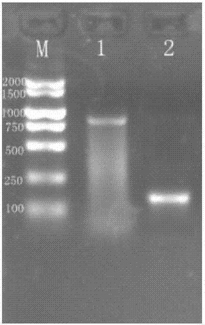 Fluorescent quantitation PCR (photo-conductive relay) primer combination and method for rapid detection of dog babesia and kit with fluorescent quantitation PCR primer combination