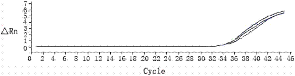 Fluorescent quantitation PCR (photo-conductive relay) primer combination and method for rapid detection of dog babesia and kit with fluorescent quantitation PCR primer combination