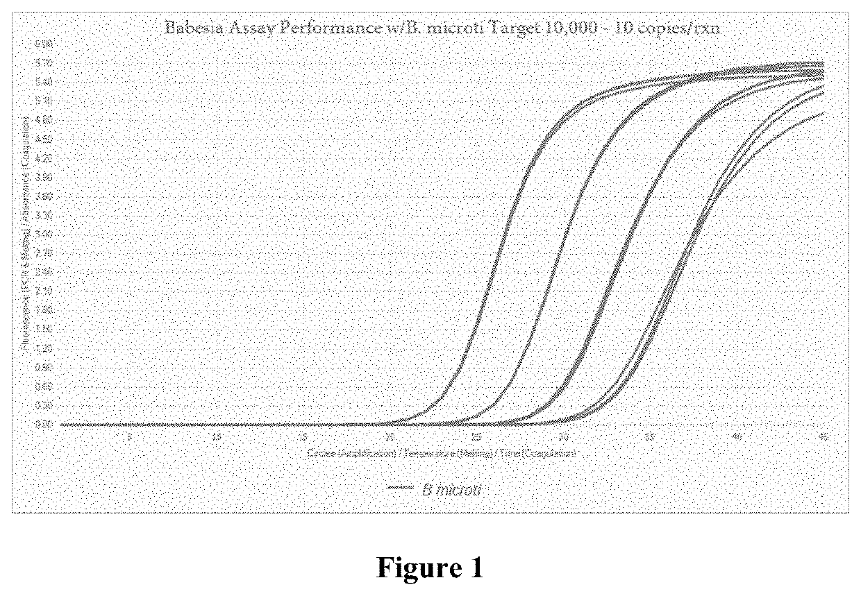 Compositions and methods for detection of <i>Babesia </i>