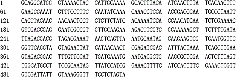 Bottle gourd virus resistance-related gene segment or gene markers and application of gene segments or gene markers