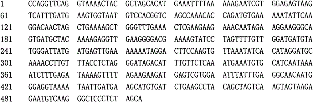 Bottle gourd virus resistance-related gene segment or gene markers and application of gene segments or gene markers