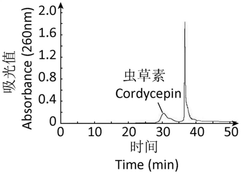 Cordyceps essence multi-effect nourishing emulsion and preparation method thereof