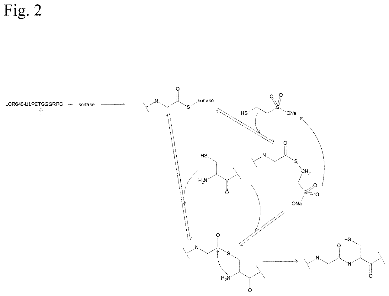 Production of thioesters using sortase