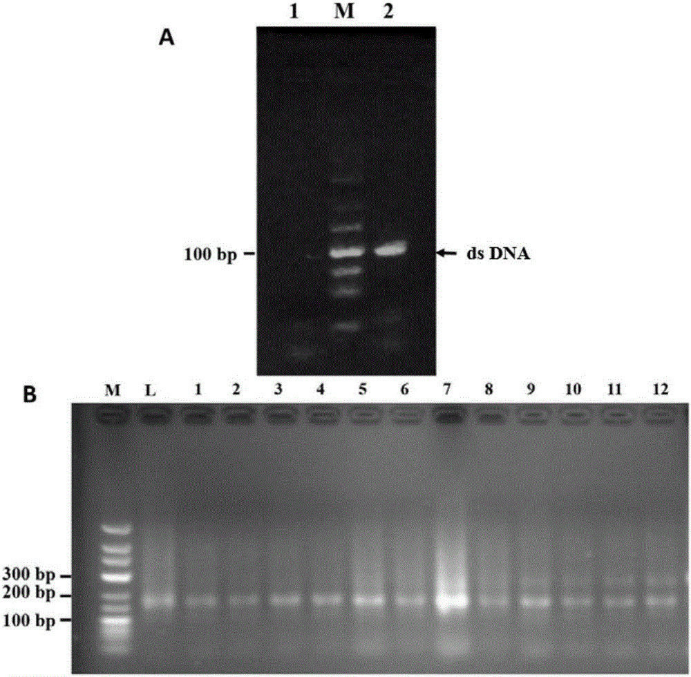 Single-stranded DNA aptamer specifically bonded with (1,3)-beta-D-glucose in candida albicans and screening method of single-stranded DNA aptamer and reagent