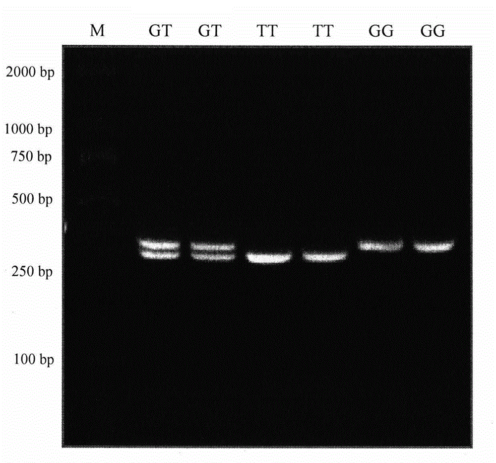 Molecular marker method capable of indicating and identifying curling degree of sheep wools and primer pair for molecular marker method