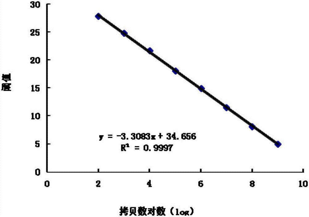 Dominant flora in white gourd cooked curing process and amplification primer thereof