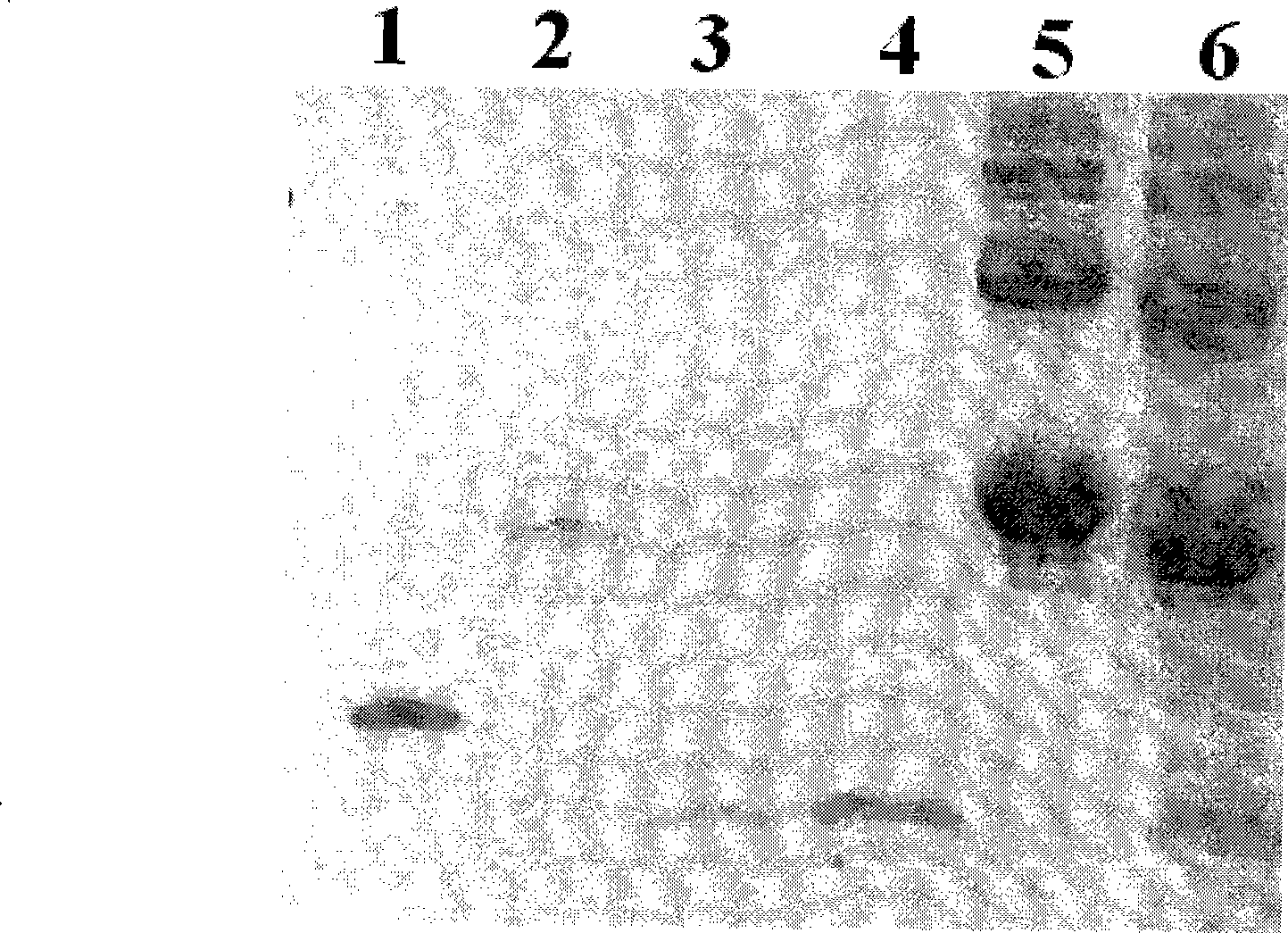 Genetic engineering tumor targeting KCT-W1 polypeptides and preparation method and application