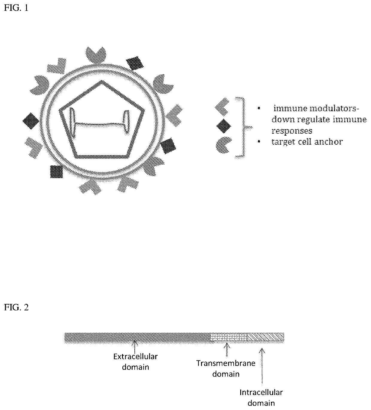 Immuno-evasive vectors and use for gene therapy