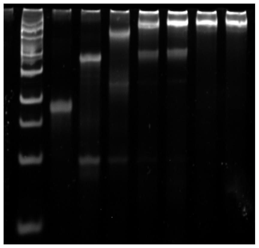 A kind of nucleic acid nanostructure probe and its preparation method and application