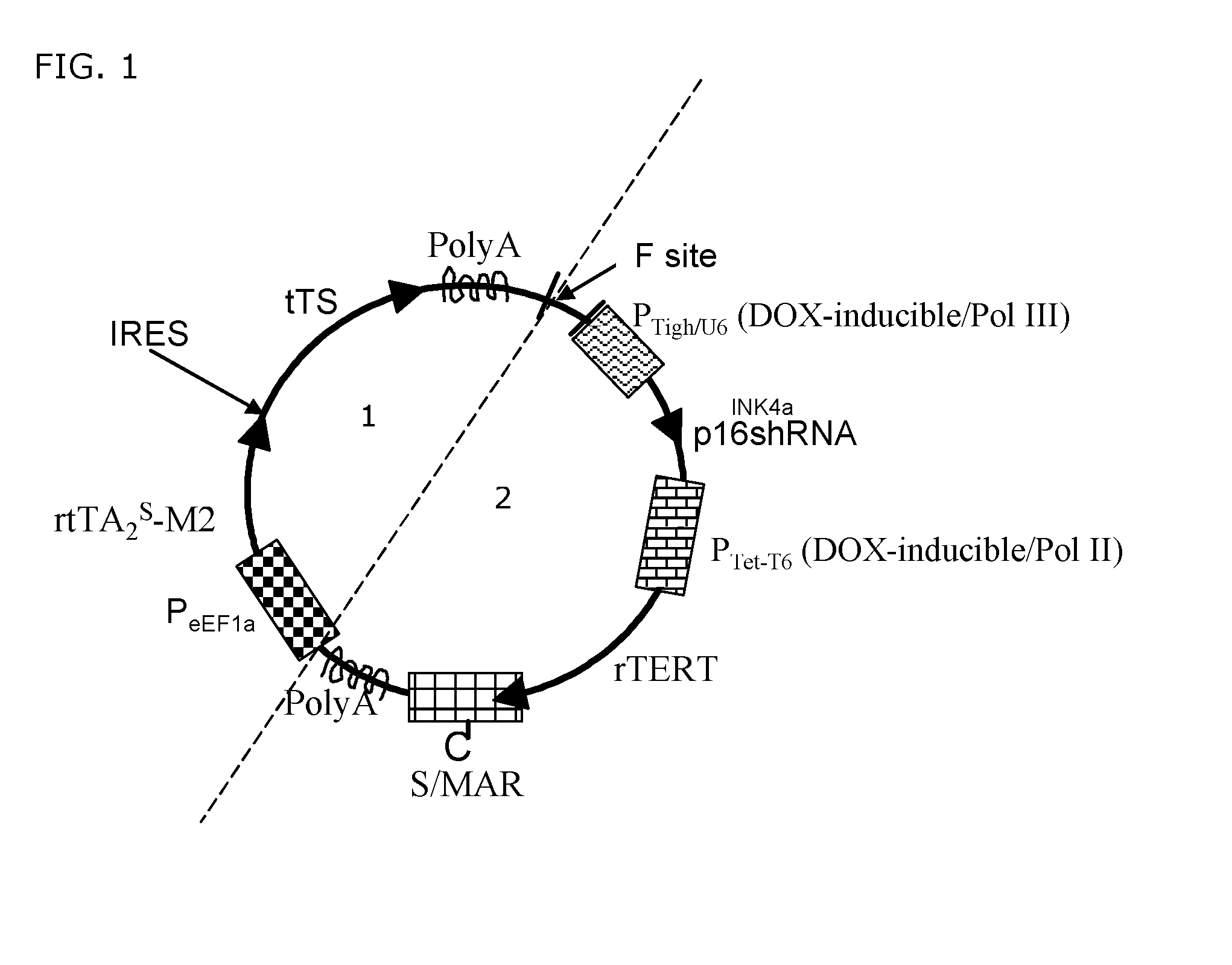 Transgenic system for reversibly immortalizing mammalian quiescent cells