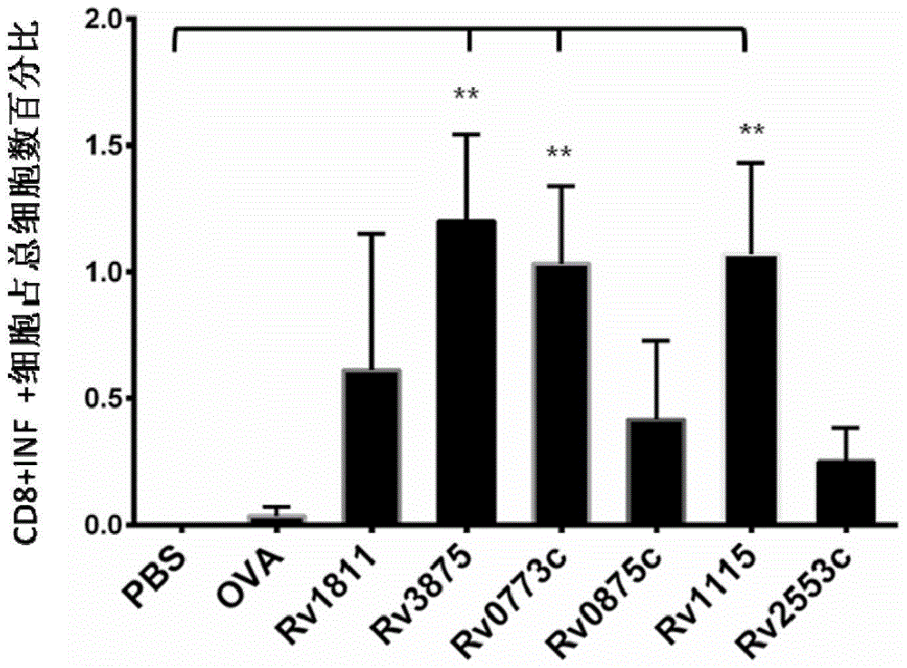 Tuberculosis immunodiagnostic molecular marker and its vaccine application