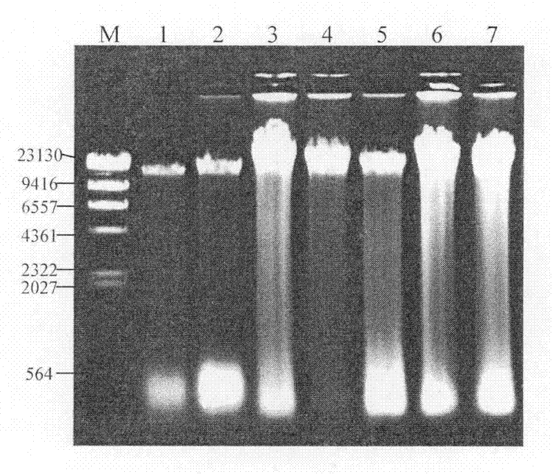 Method for extracting microbial total DNA of cotton dreg fermentation sample