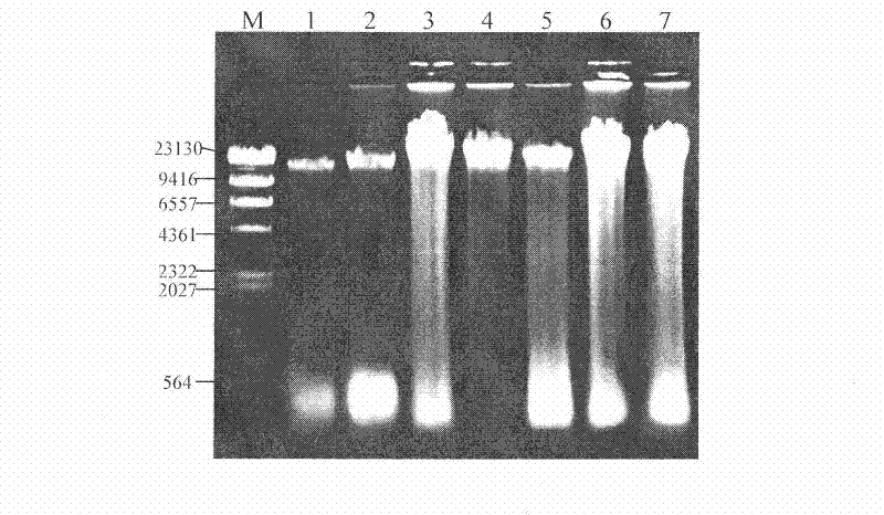 Method for extracting microbial total DNA of cotton dreg fermentation sample