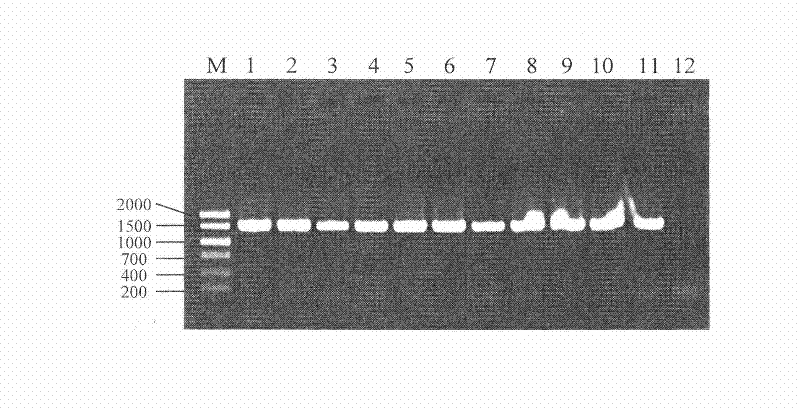 Method for extracting microbial total DNA of cotton dreg fermentation sample