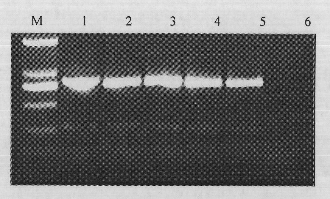 Detection method of early molecule of radopholus similes thorne