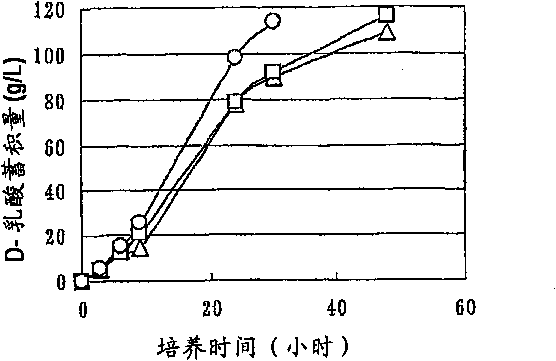 Biocatalyst for production of d-lactic acid