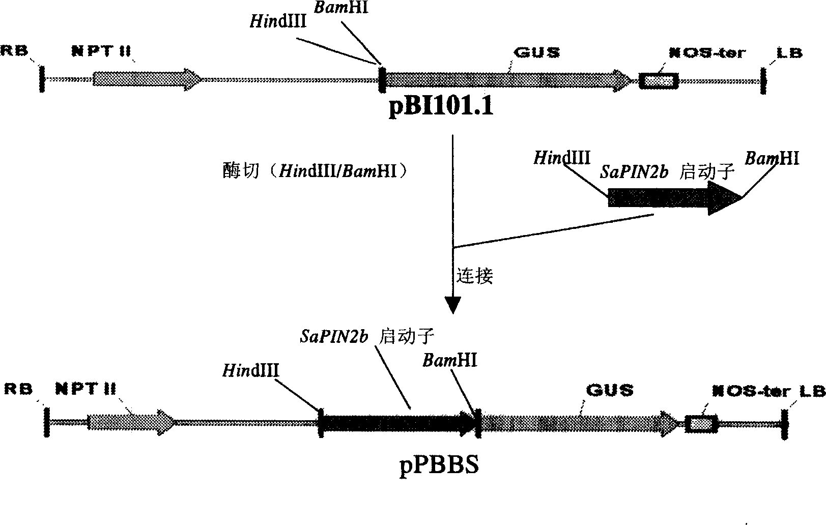 Gene promoter for specific expression of plant trichome