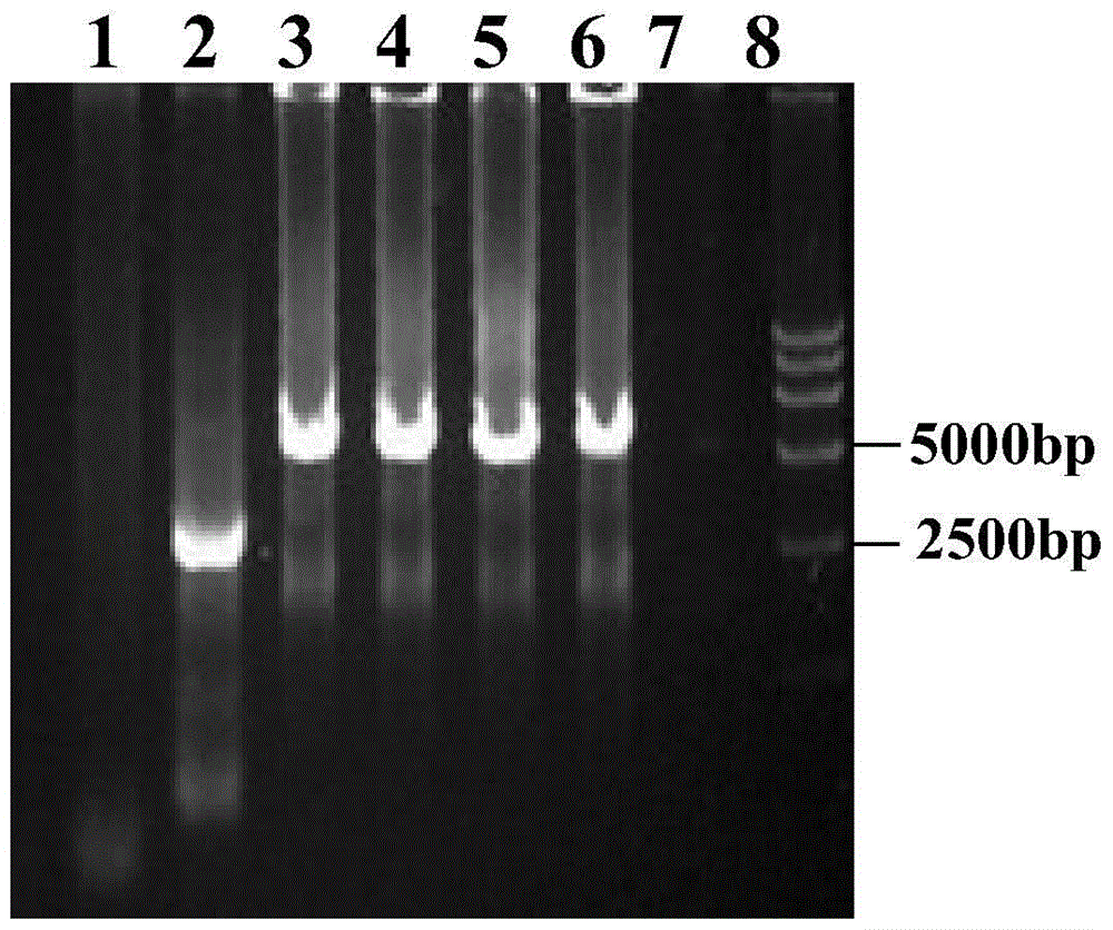A kind of recombinant virus expressing classical swine fever virus e2 gene and its preparation method and application