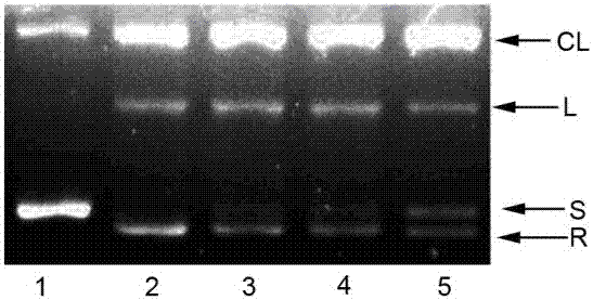 Novel multifunctional podophyllotoxin derivate as well as preparation method and application thereof