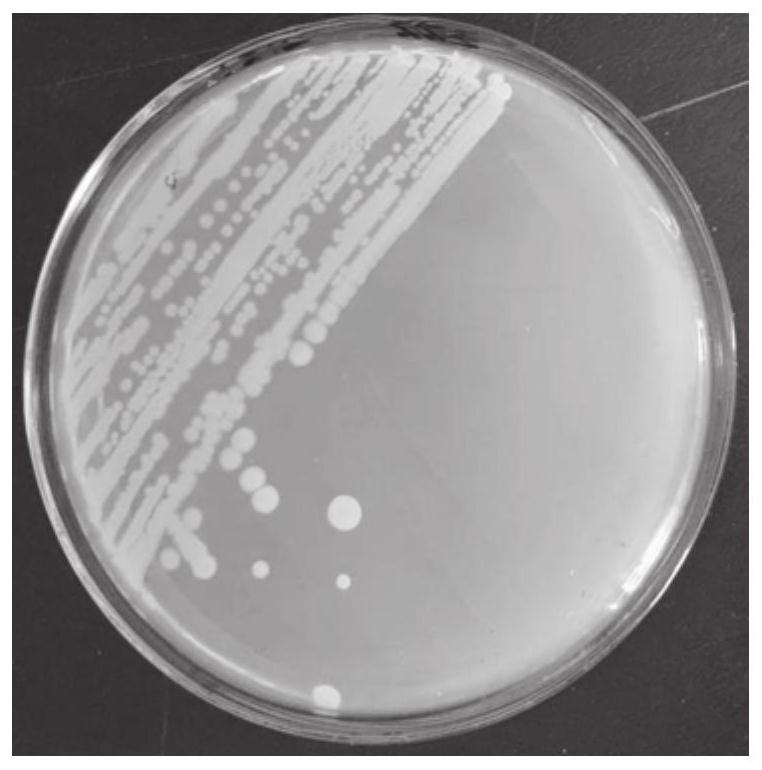 Bacillus aryabhattai and application thereof