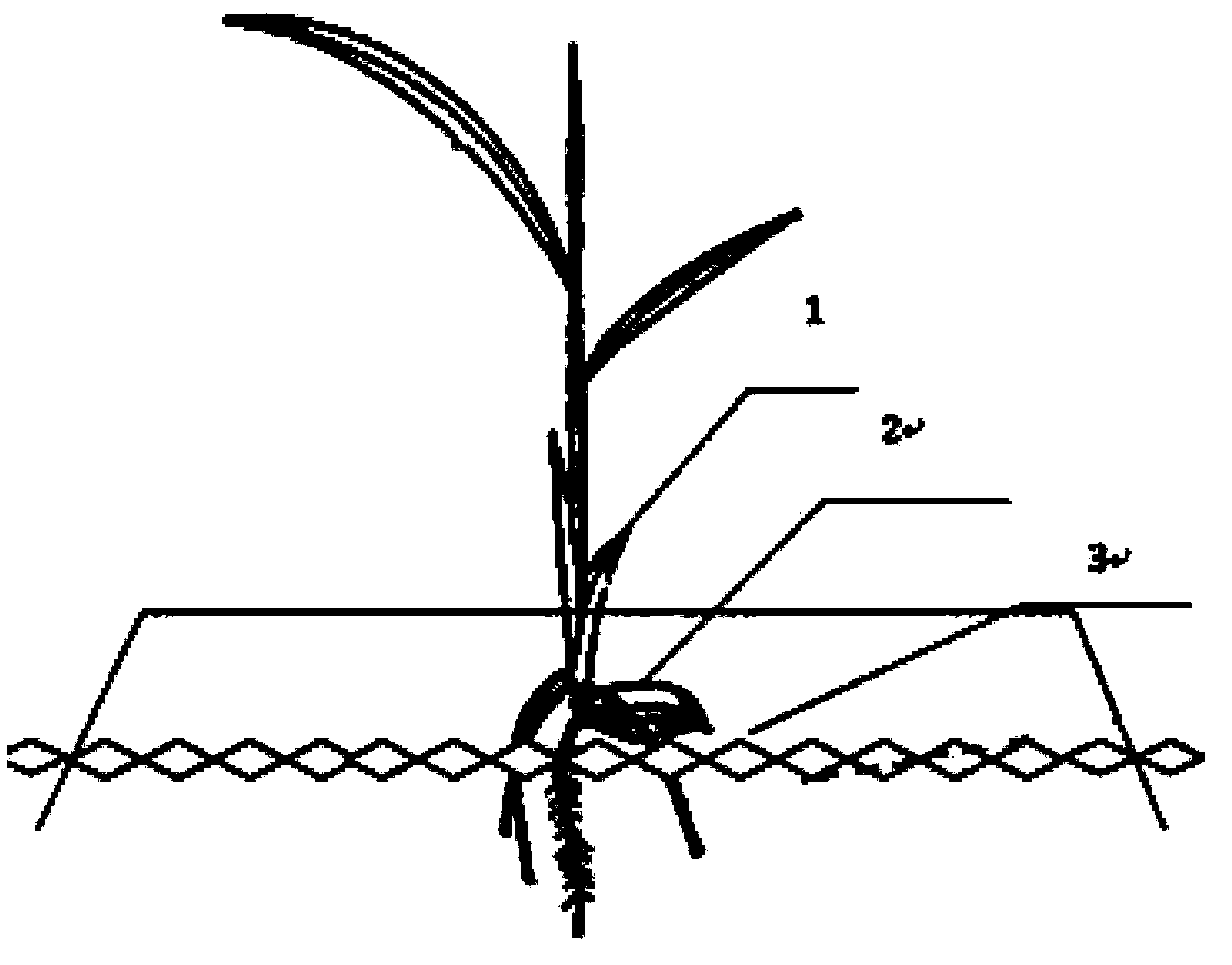 Dry-land rice seedling raising method