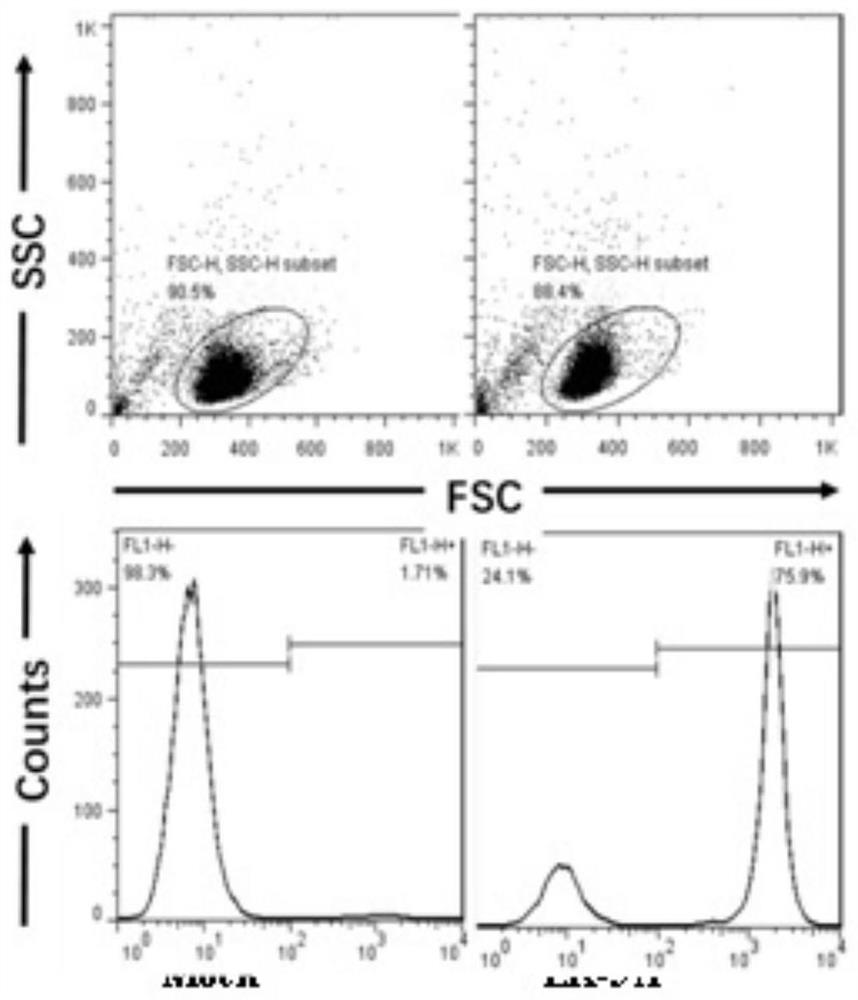 Application of ingenol compound and derivative thereof in anti-HIV treatment