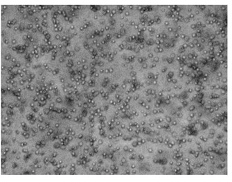 Preparation method for nano-granular solid dispersion of hydrophobic drug by high-voltage electrostatic spraying
