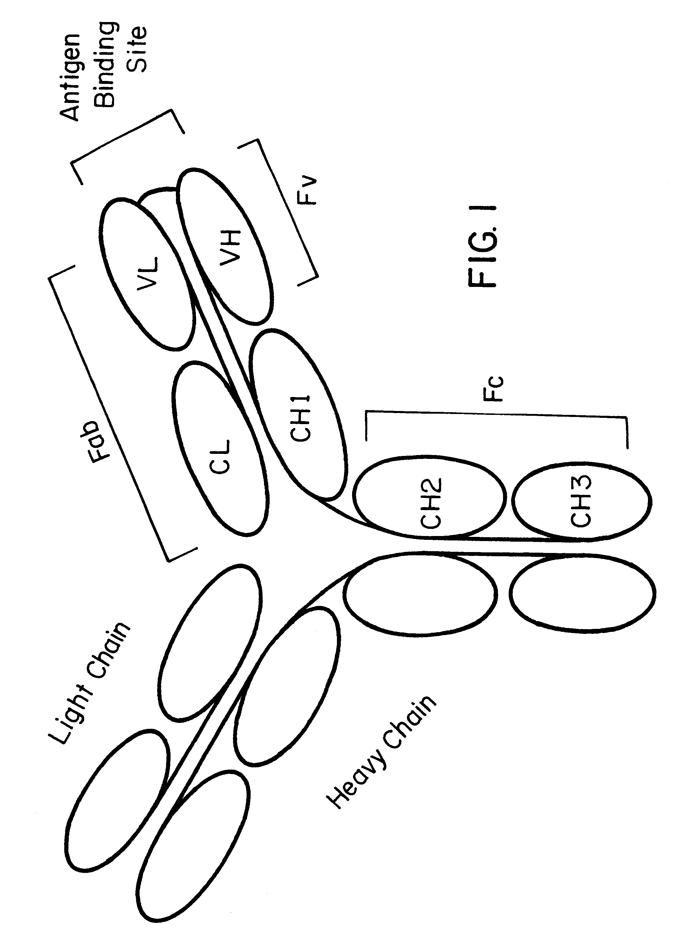 Method for altering antibody light chain interactions