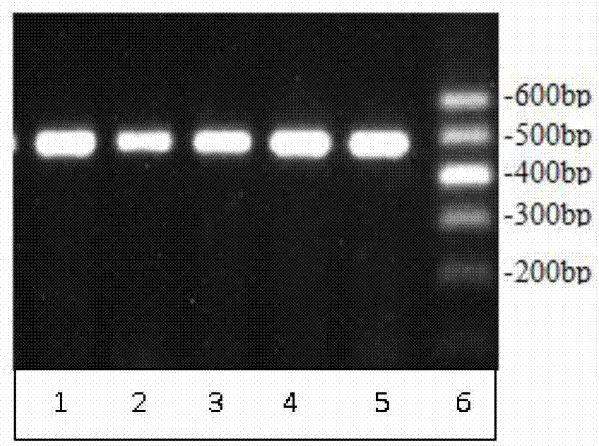 Method for detecting Qinchuan cattle Wnt7a gene single nucleotide polymorphism, and application thereof