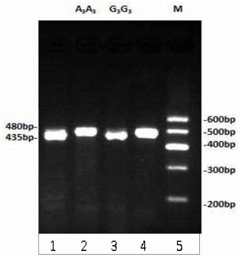 Method for detecting Qinchuan cattle Wnt7a gene single nucleotide polymorphism, and application thereof