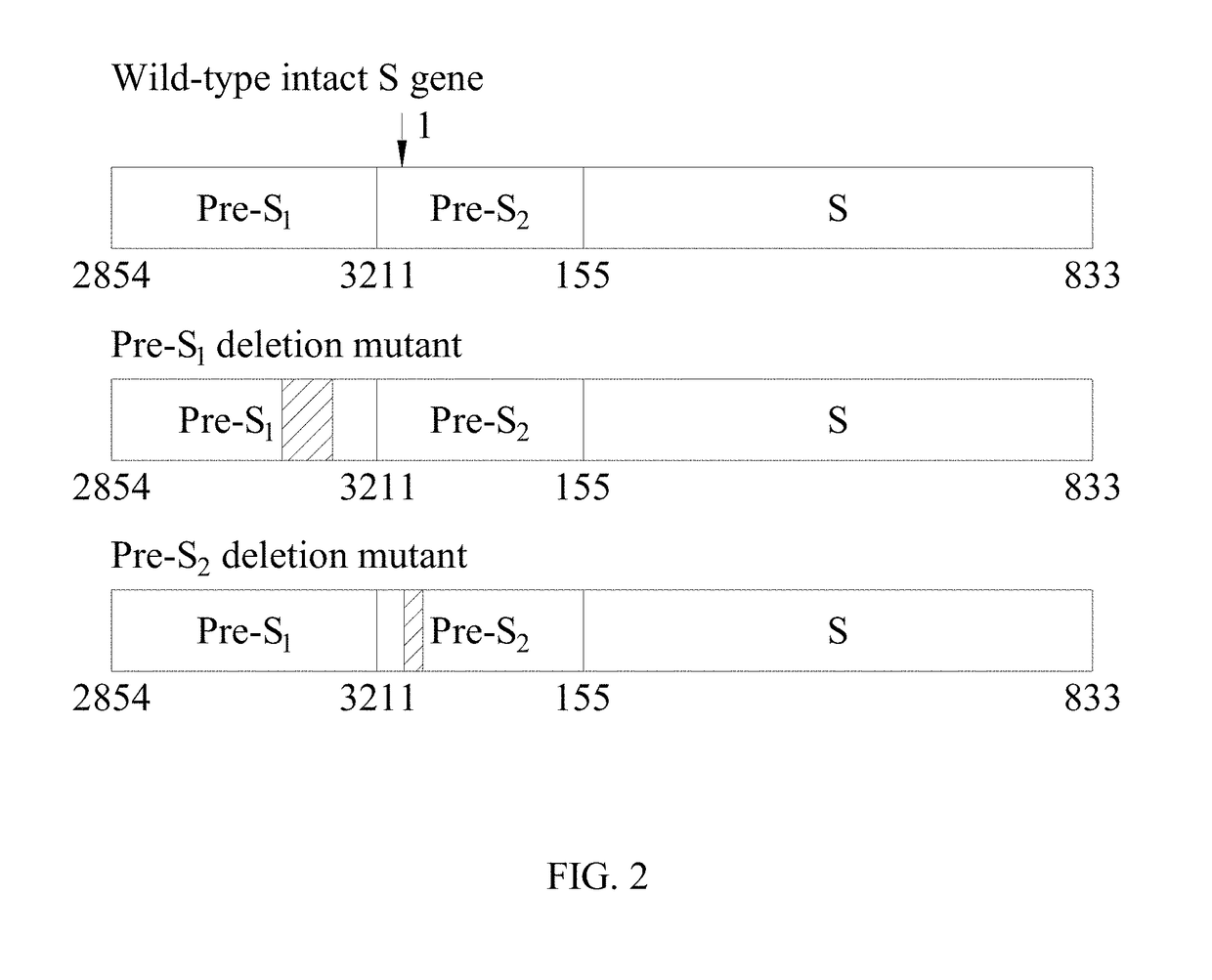 Antibodies and method for determining deletions in HBV pre-S<sub>2 </sub> region