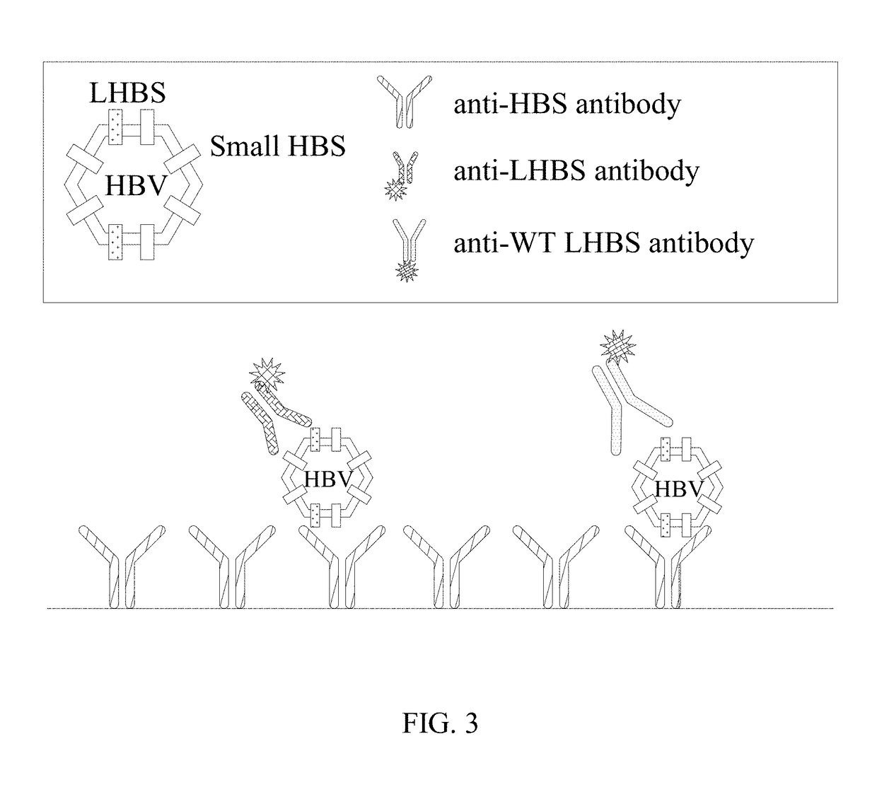 Antibodies and method for determining deletions in HBV pre-S<sub>2 </sub> region