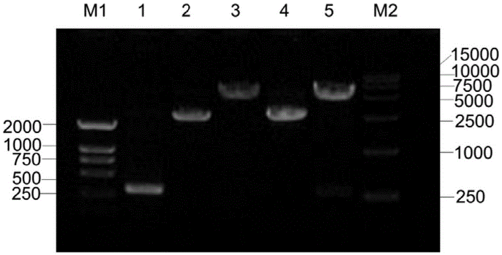 Human papilloma virus 58E7 protein expression and purification method and application