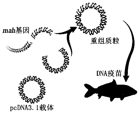 Preparation method and application of aeromonas multivalent DNA (Deoxyribonucleic Acid) vaccine