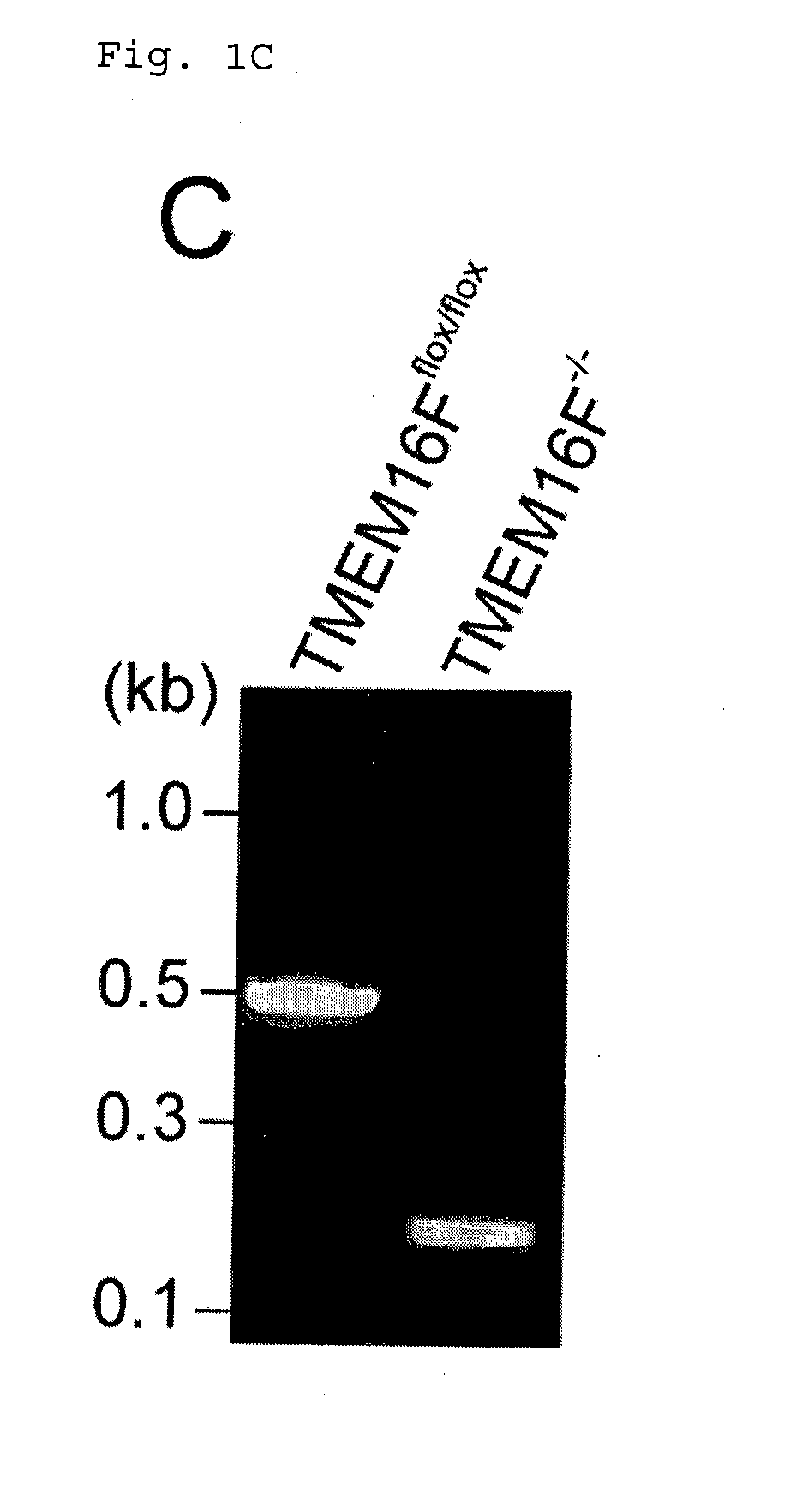 Method for screening a modulator of a tmem16 family member