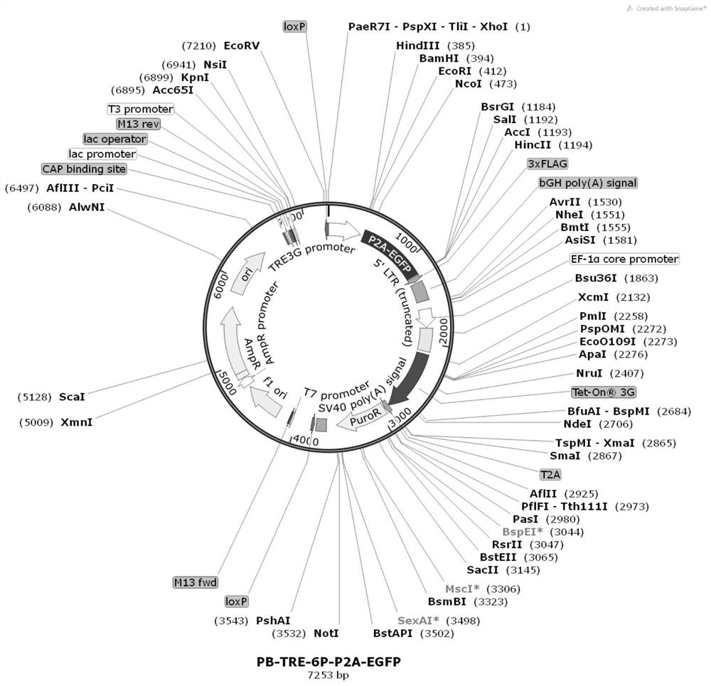 Establishment and application of gene system capable of inducing high-efficiency expression in human pluripotent stem cells