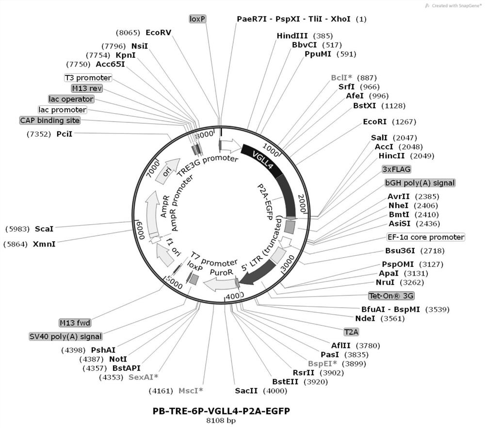 Establishment and application of gene system capable of inducing high-efficiency expression in human pluripotent stem cells