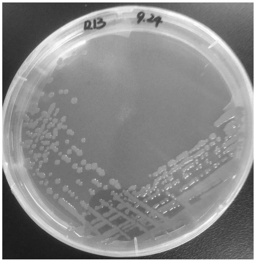 A kind of Deinococcus northwestii r15 and its application