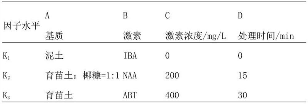 Method for raising seedlings of Guangdong Buddha by cutting