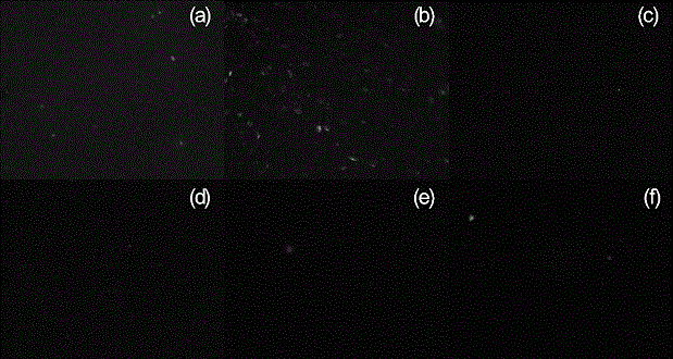 Antifouling coating material based on amphiphilic sol and preparation method for antifouling coating material