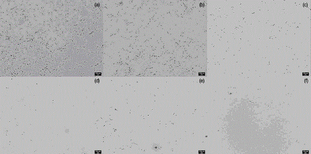 Antifouling coating material based on amphiphilic sol and preparation method for antifouling coating material