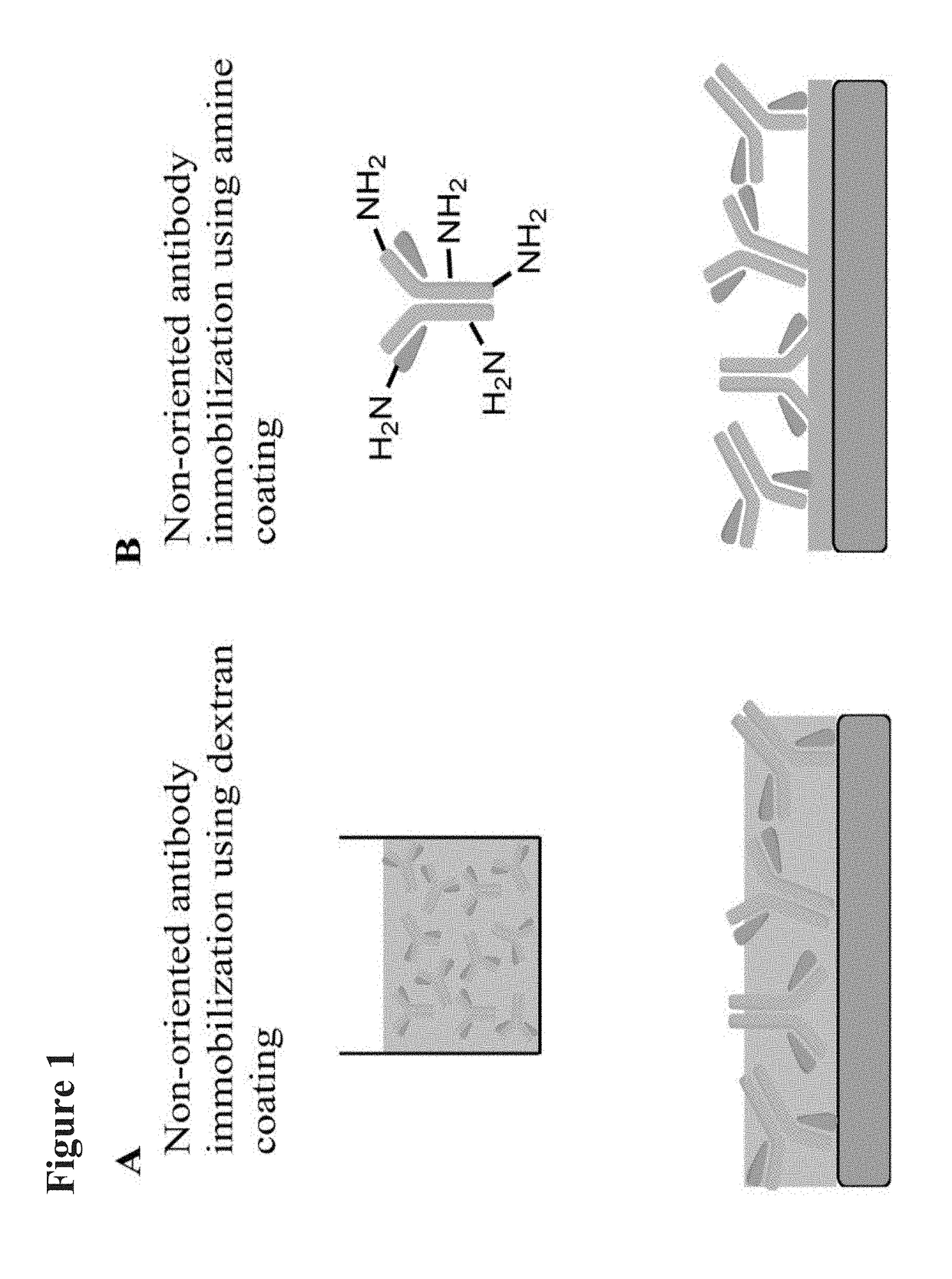 Medical devices coated with polydopamine and antibodies