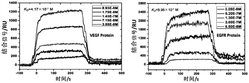 Bifunctional fusion protein targeting vegf and egfr and its application