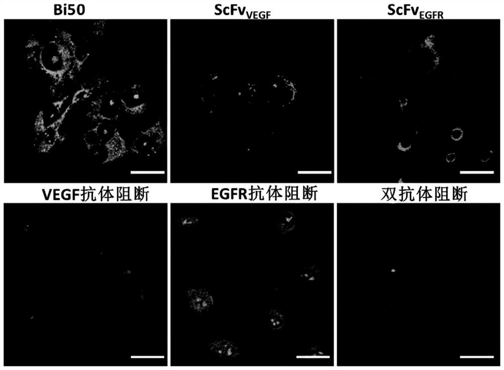 Bifunctional fusion protein targeting vegf and egfr and its application