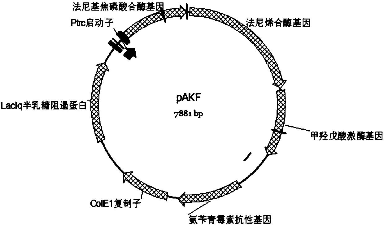 Escherichia coli for producting farnesene