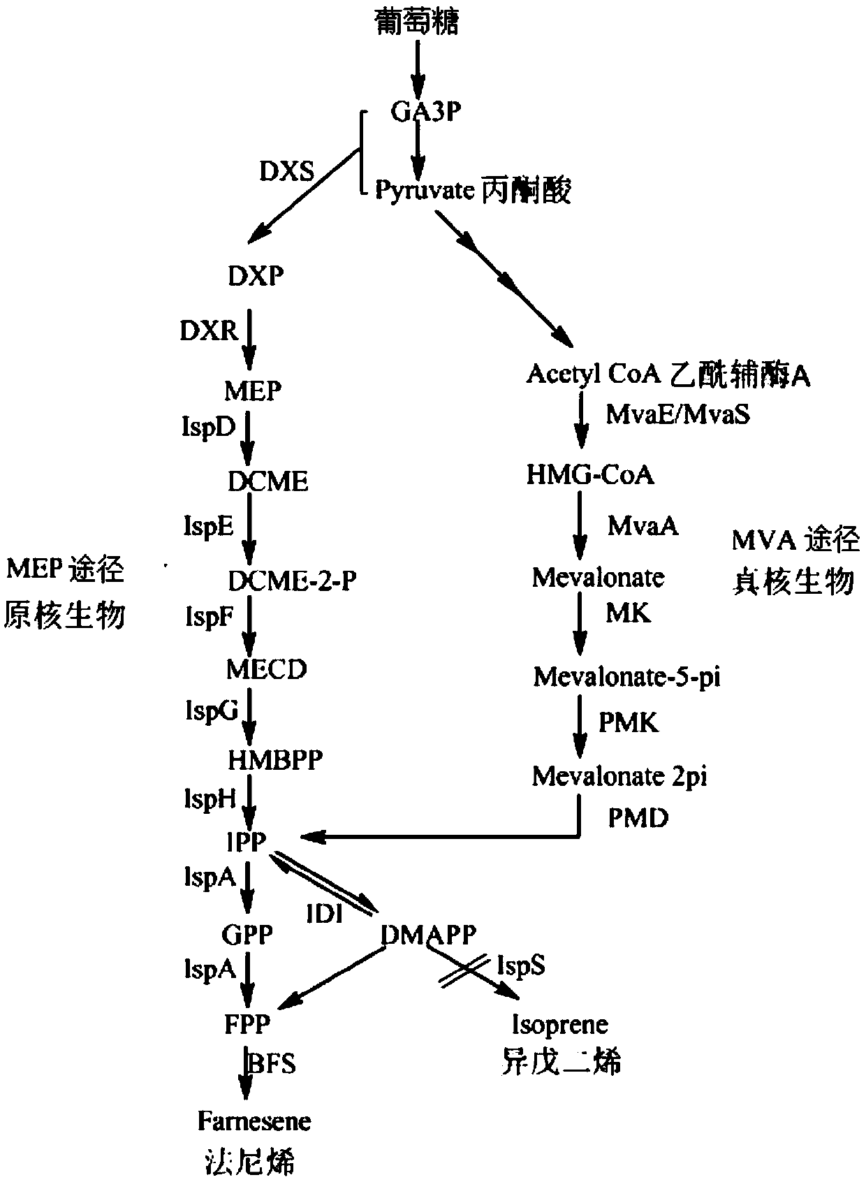 Escherichia coli for producting farnesene