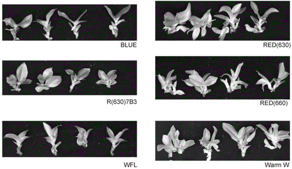 Method for promoting rapid propagation of cluster buds of butterfly orchid by utilizing LED (Light Emitting Diode) light source