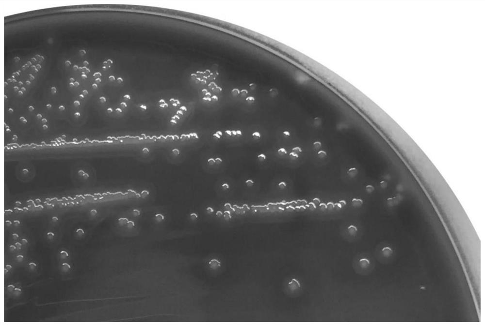 A New Species of Streptococcus and Its Application