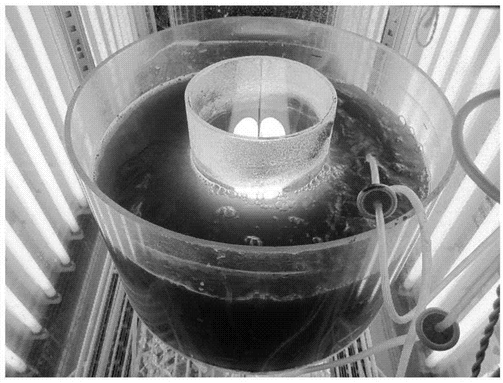 Obtaining and application of oil-producing monoraphidium LB59