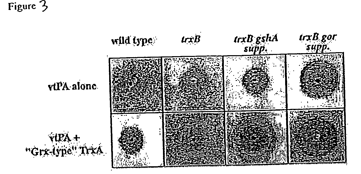 Compositions and methods for production of disulfide bond containing proteins in host cells
